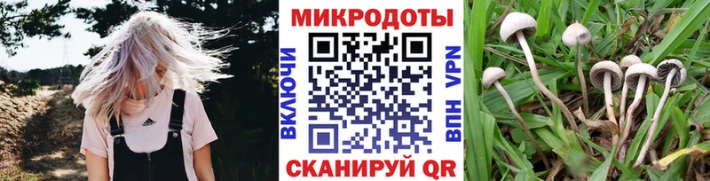 Купить  Малгобек  Псилоцибиновые грибы Cubensis 